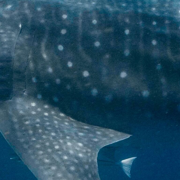 944daff9-246e-4150-919d-72b2920a25b8