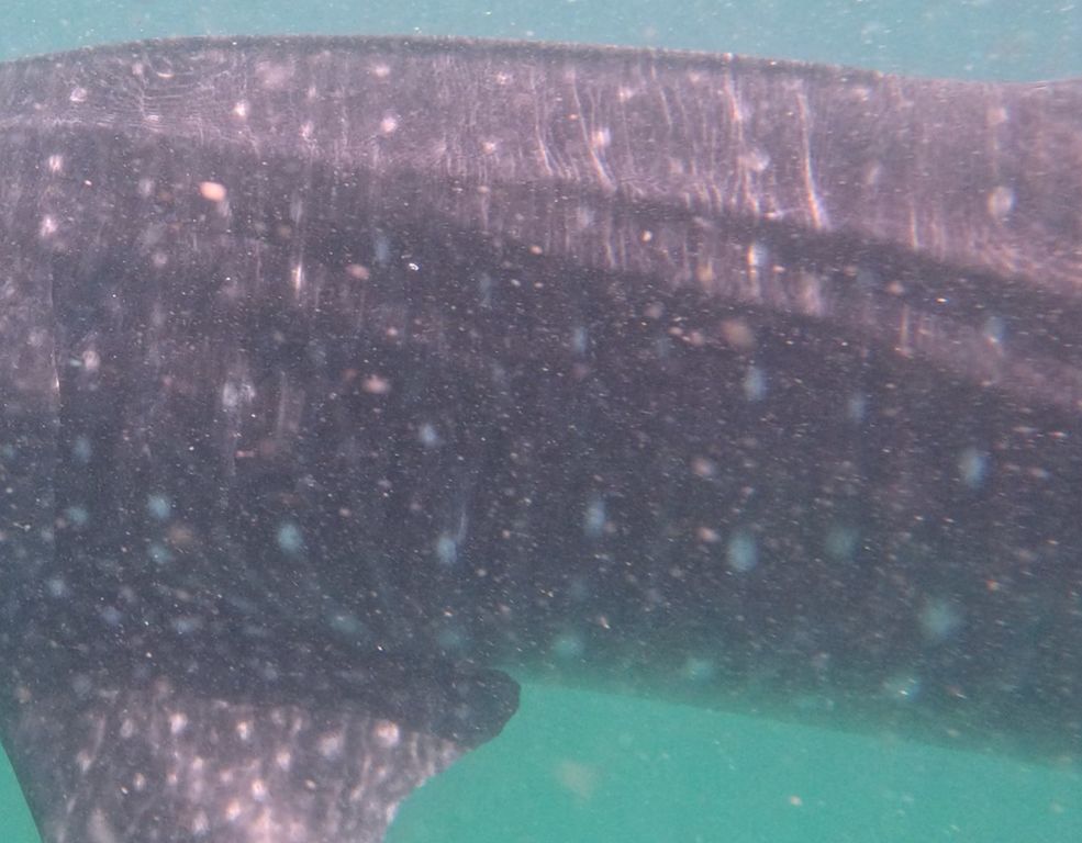 65ed88b6-7f32-4ec0-85a4-0c24816143ad