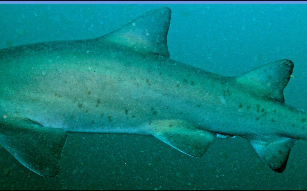 029042bc-0faf-49c4-aaba-bf6b5d503e48