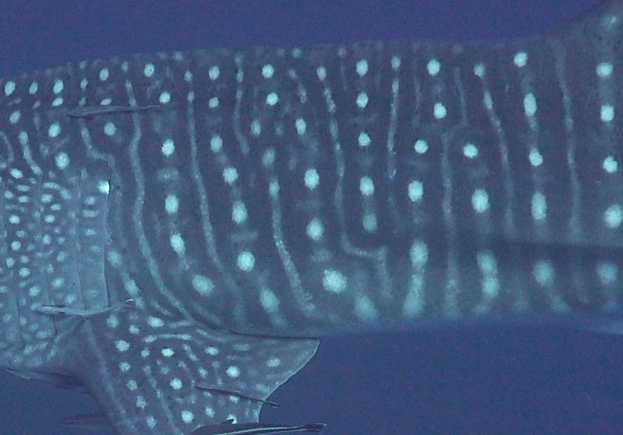 af86e7d3-4acf-4029-9653-b5baacd5c5a7