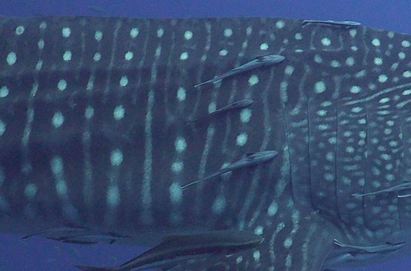 af86e7d3-4acf-4029-9653-b5baacd5c5a7