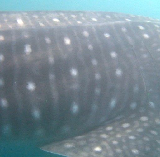 f5ae2559-da73-4ada-a479-70be4370b06e