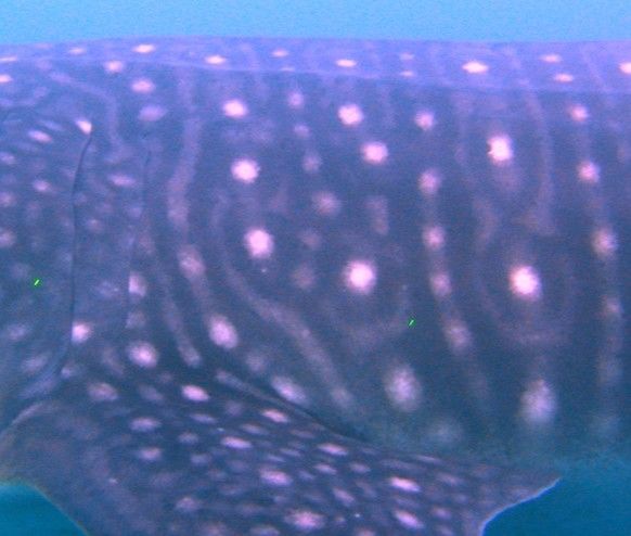 f5ae2559-da73-4ada-a479-70be4370b06e