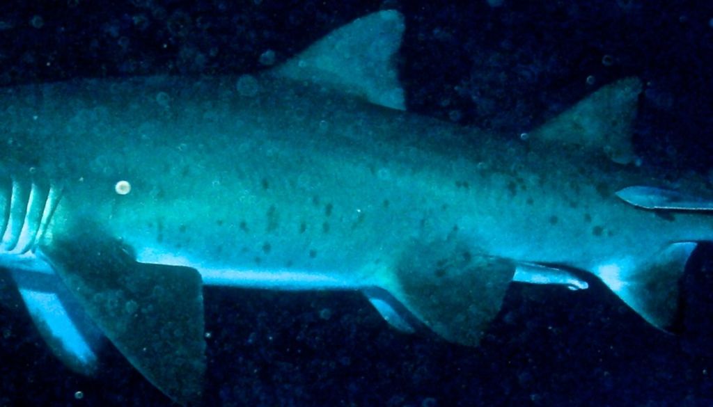 52899f98-9435-4815-aef9-5955ac9c261f