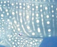 1dd7d6c0-683d-4773-bb31-1e39a0f369e8