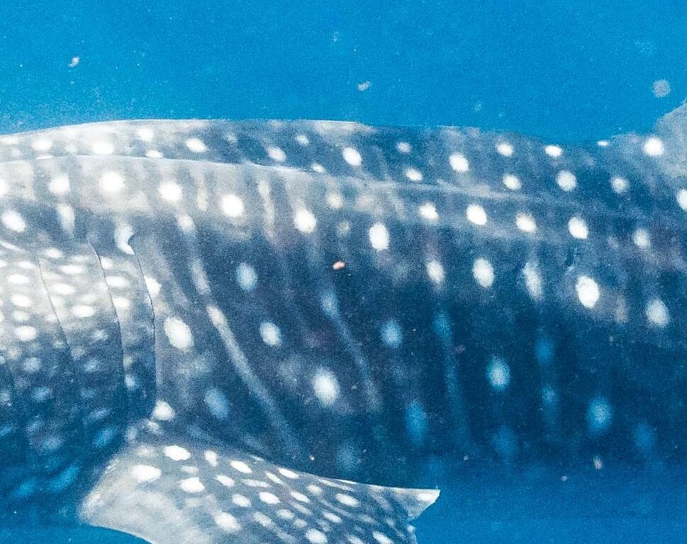 960a3f2a-181c-4fd9-9858-16de7132ae76