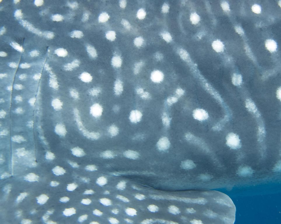 f0443a09-bfe0-4fee-9cfd-b9661eb88360