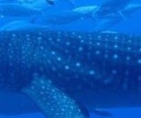 5579fb3c-f5bc-4f87-b65b-a221fbf379f7