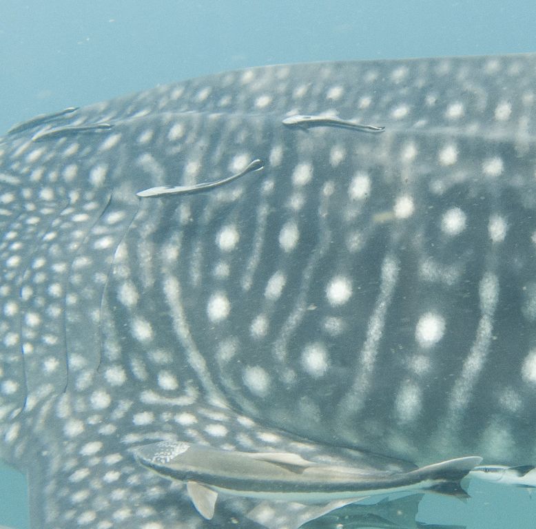 fe21332a-ffa2-4615-bc17-b0053fc78af5