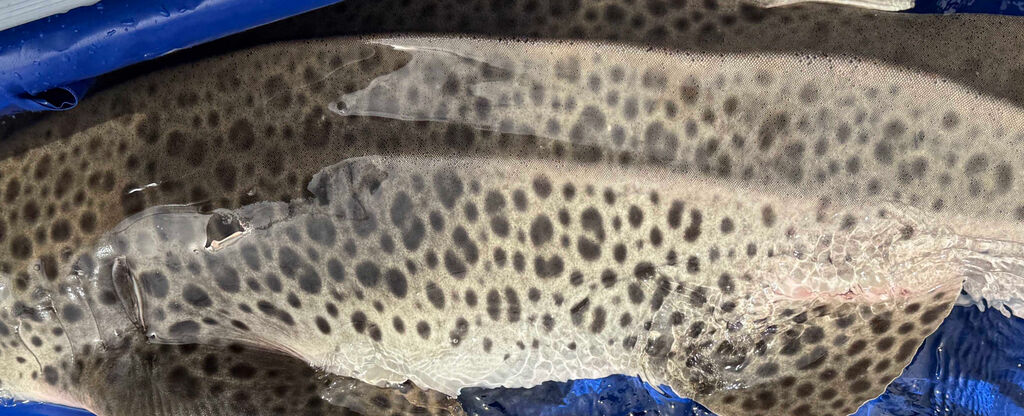 0442f561-53c5-465b-8e65-8130570800dc