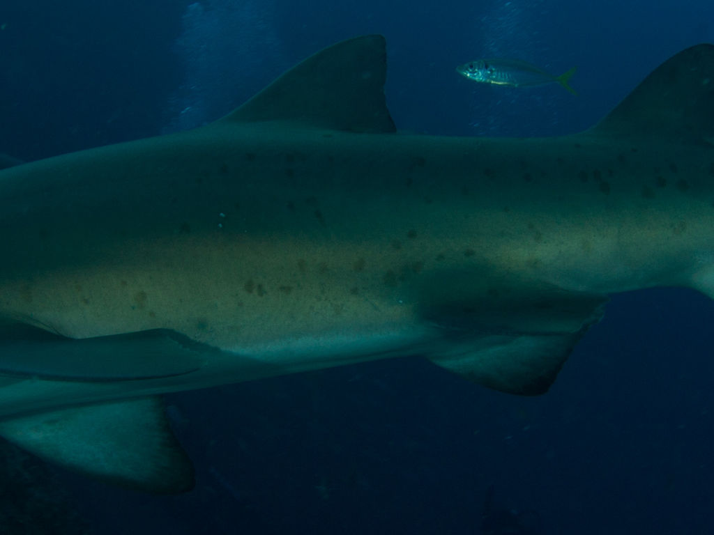 9f99e7ca-e61c-4e15-b313-08d1440d74c4