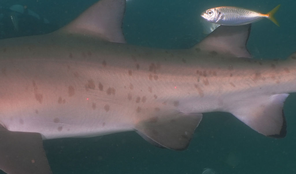 be26b409-3a66-4d4a-8f27-2452f471044d