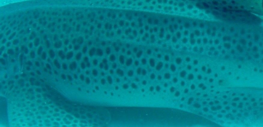 f1fb8ef6-7bec-4f46-a290-8131ddf6fec3