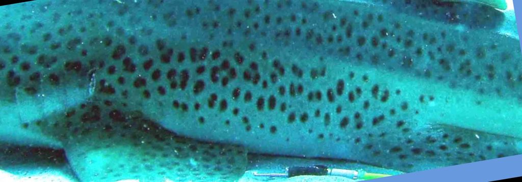 38f77a2e-e3ab-4517-8566-99b45d33981c