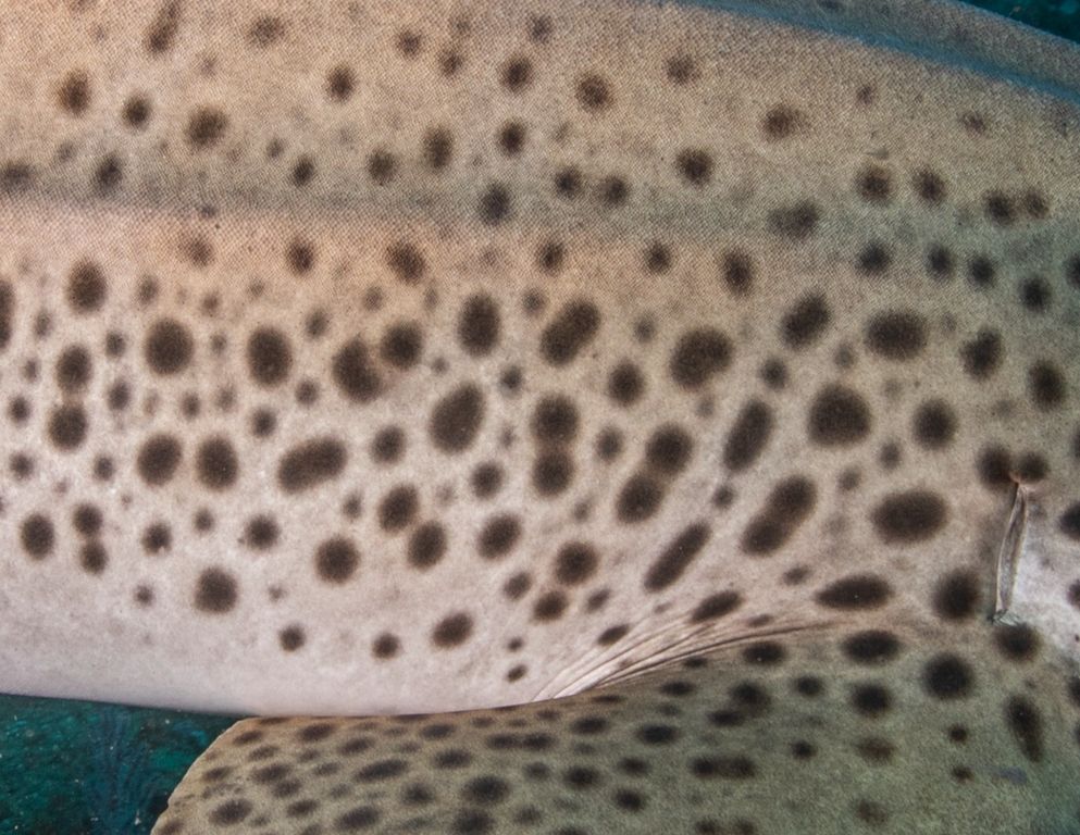 12e0df43-8ab1-4dca-9ad7-ef2d9ae49410