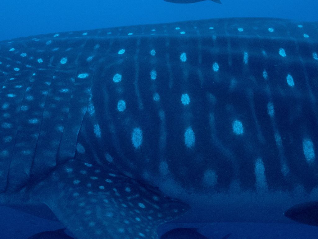 867d727e-ffc4-409b-8247-f7833a375573