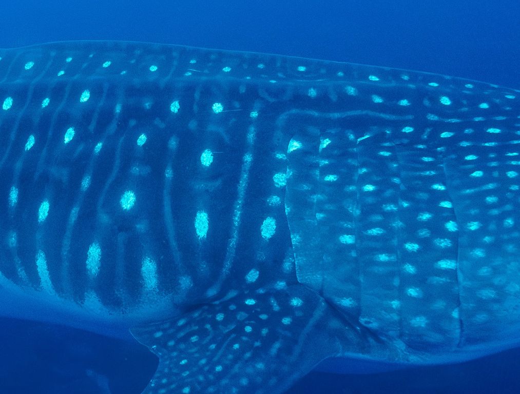 867d727e-ffc4-409b-8247-f7833a375573