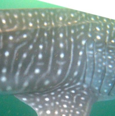 202b9247-7b99-4ea0-b1c9-da3228c1c174