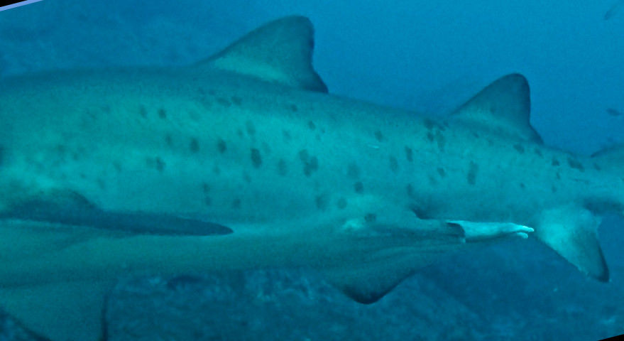 a0c923fd-14ec-4069-ae9a-83a55ba7d122