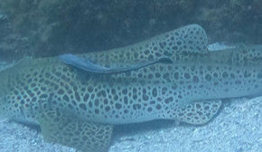 e680a062-cc1d-4e9c-9cac-cdccdec1dc9b