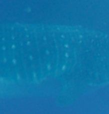 014f33bc-0727-48f6-b56b-14366a73f2a0