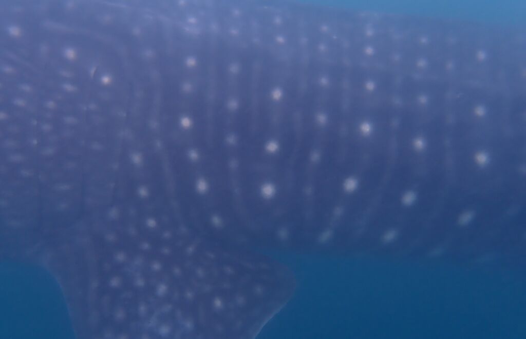 bfeacf2a-91d0-4c5c-8baa-45ae96e6d46f