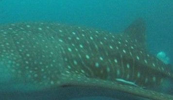 aa0386fc-5d95-4b18-a442-8e37e0a9484c