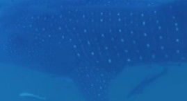 e6faac6d-75c5-4098-83ca-35d3c0faa767