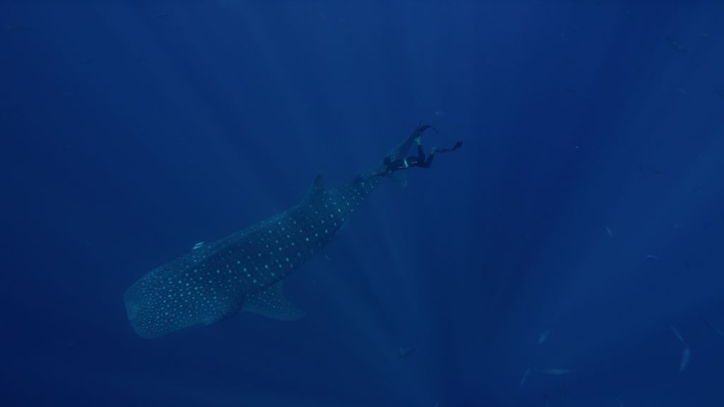 86ca0b35-1310-494f-9403-f51ae1c0ea04