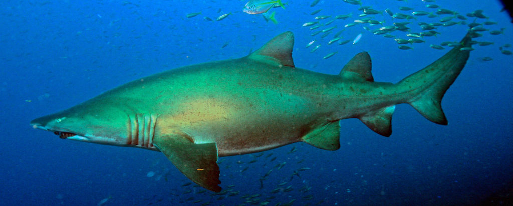 dcd90528-15e1-43a9-b947-f36ea996e5a0