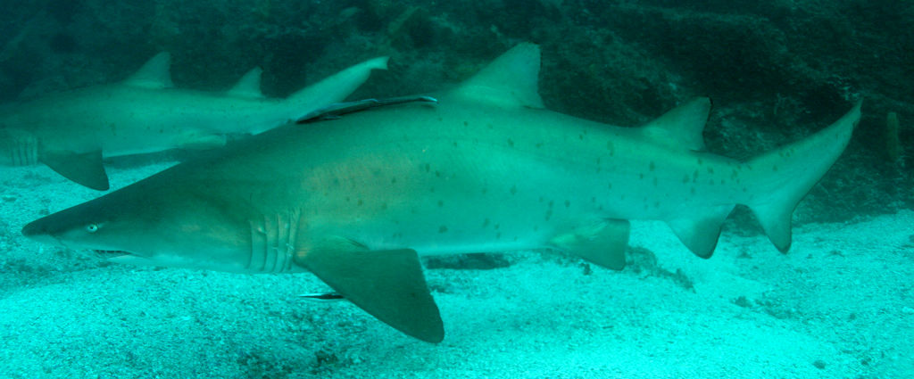 a1483265-8e1a-4bd0-bcbb-6eaef7a69f63