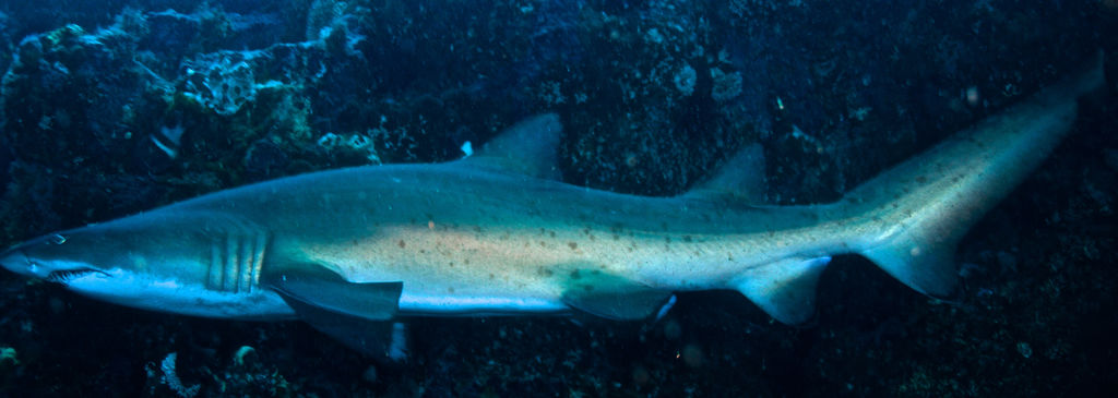 52530138-9e10-44d9-8476-83f495e05362