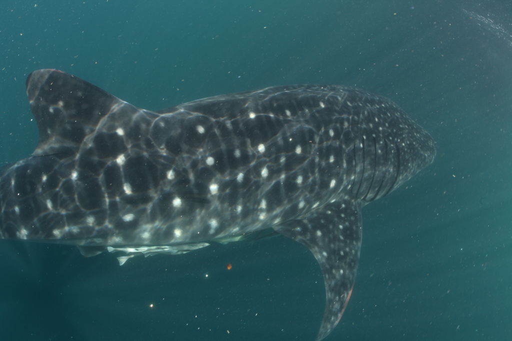 1652ae7b-51cf-44ce-a50e-da996bb6e592