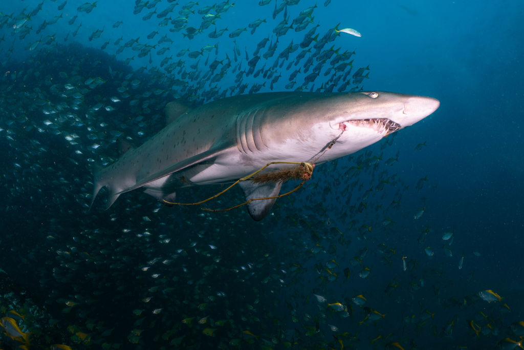 2037cb23-55ed-4d23-9ac8-982c9374f57d