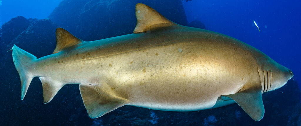 b1fba666-b927-4d21-b4b1-e55ccacd35f8