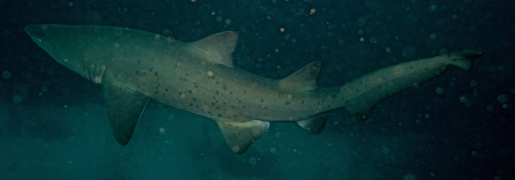 180d7300-b543-4eac-b3e2-a999c7f85026