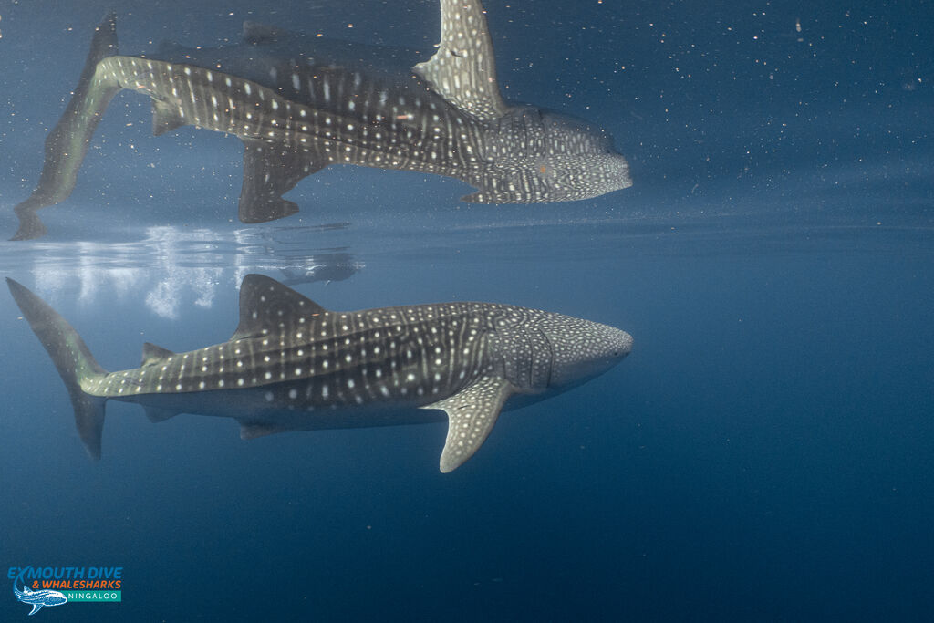 0604c09d-0451-4e5a-8577-8d356c5be2eb