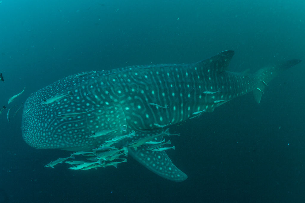 0a900d25-5cef-4d65-9ec9-3d8fce29bd4d