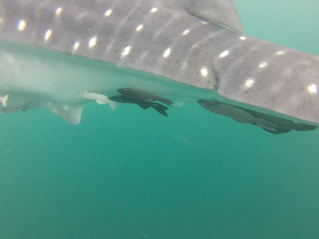 f3fa98f6-7d38-4cce-8660-017e4976813f