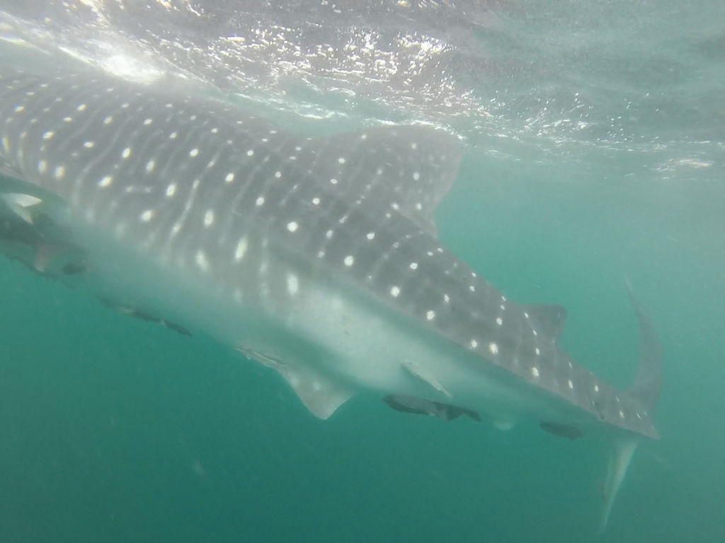 f3fa98f6-7d38-4cce-8660-017e4976813f