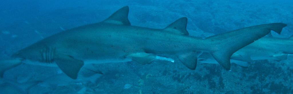 9e1d6635-9cdd-49e5-9714-e011e84d5272