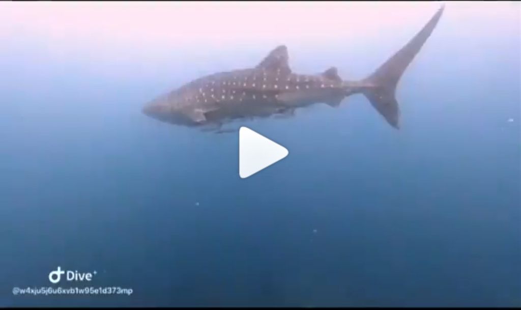 93230b61-1507-4d06-bf71-3d6c9c5a712a