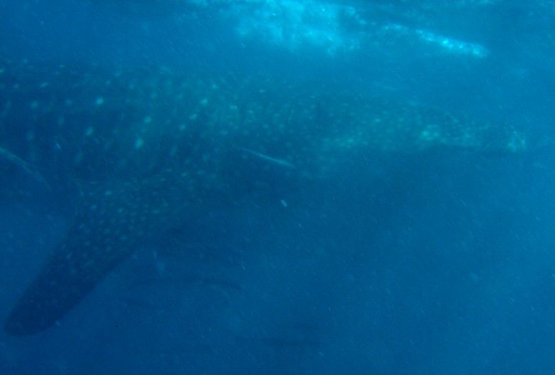 952d15f7-c1b5-4f2e-99ca-024d7f99063f