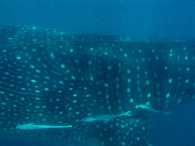 952d15f7-c1b5-4f2e-99ca-024d7f99063f