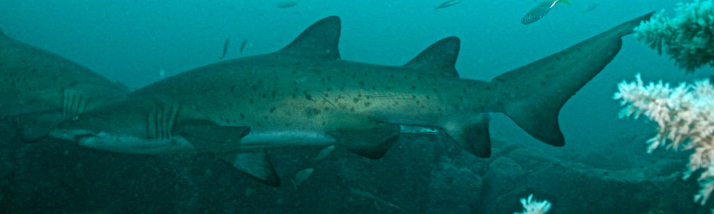 249f05c6-510d-4a84-983f-47cfba5a3933