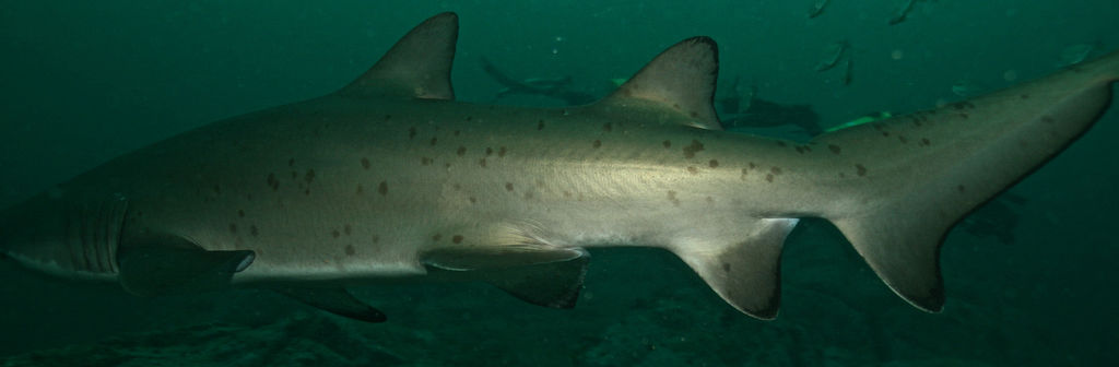 16761e09-d1f8-45d8-935f-d99324e465bc