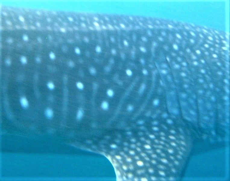 990c742e-c24e-4a9a-a57a-f0996d362cac