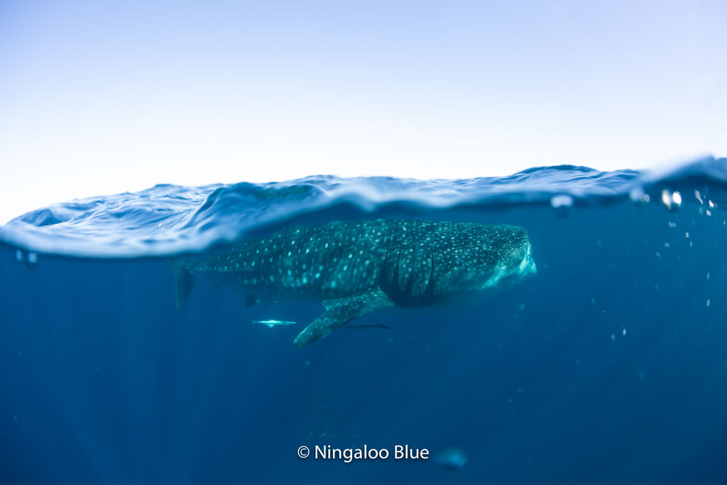 295a5ae7-83cd-4501-a92f-94f4a780db0e