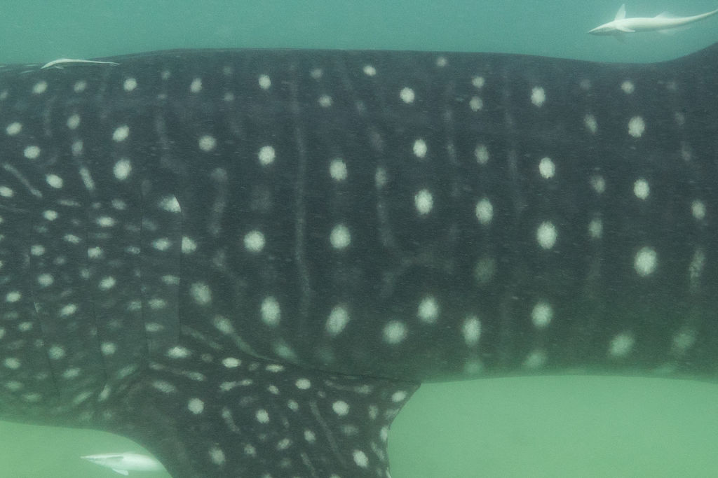 28836b39-3a4c-41c6-97e5-b05590676e04