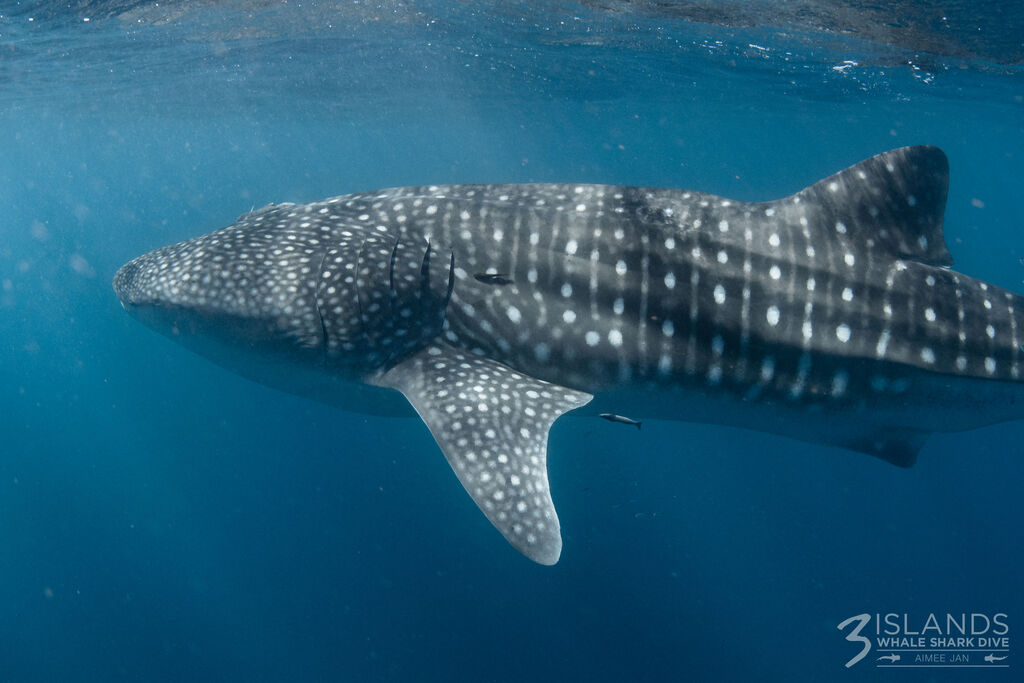 c12a68ae-8a6d-45ae-ba92-7837baefcbc6